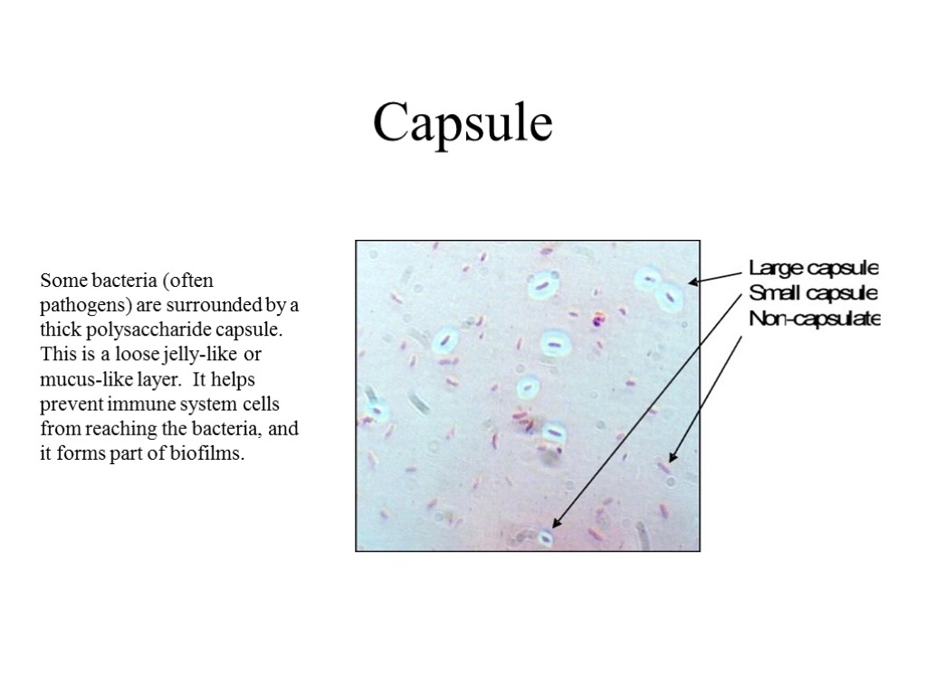 Capsule Some bacteria (often pathogens) are surrounded by a thick polysaccharide capsule. This is